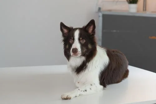 Elliot